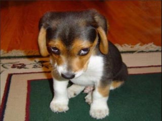 https://divadogblog.files.wordpress.com/2012/08/shy-beagle.jpeg