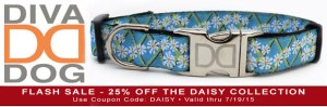 Dolly the Pug, brought to you by Diva-Dog.com Flash Sale - 25% off all Daisy Collars